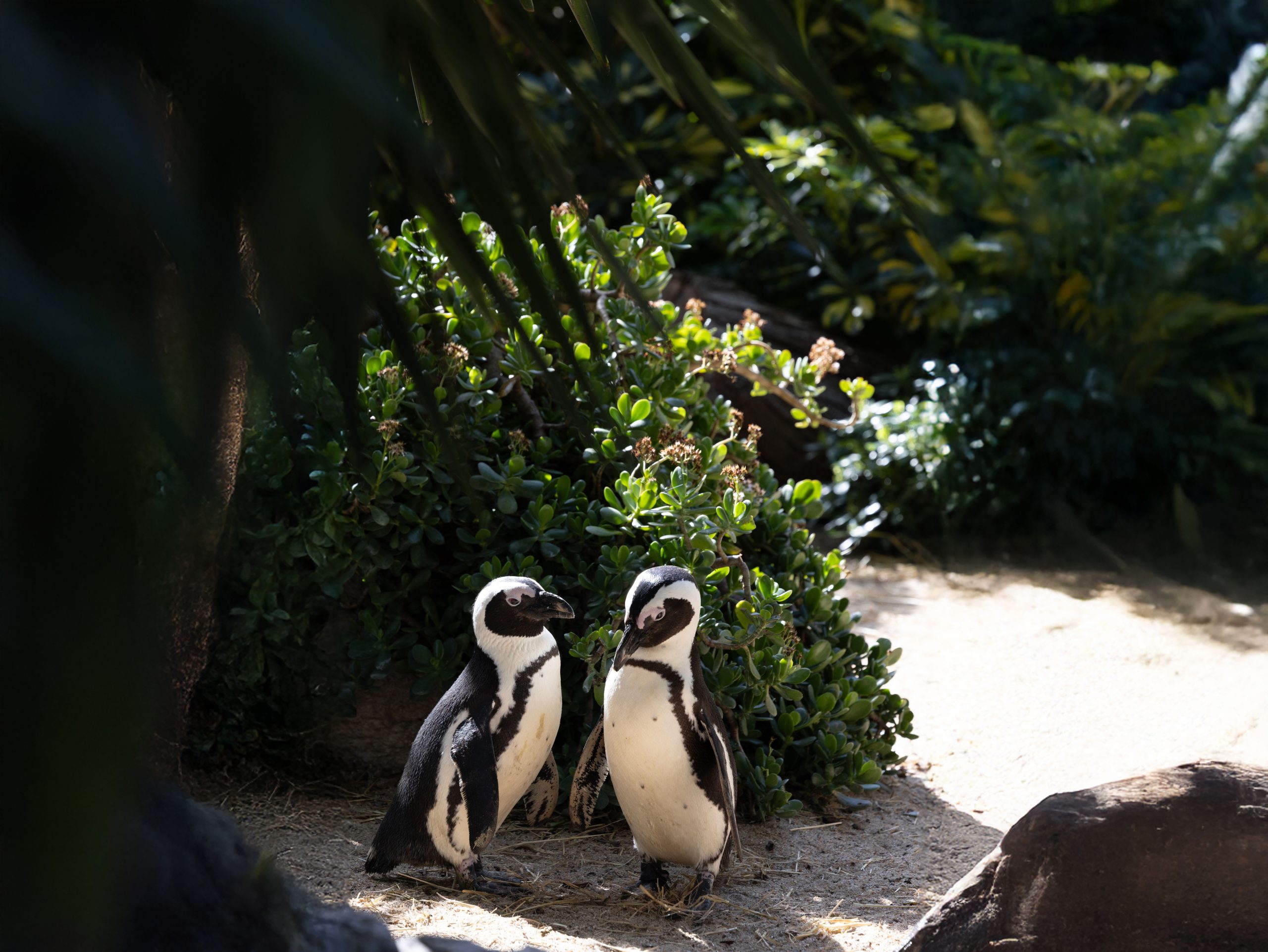 São Valentim diferente: uma noite mágica no Jardim Zoológico