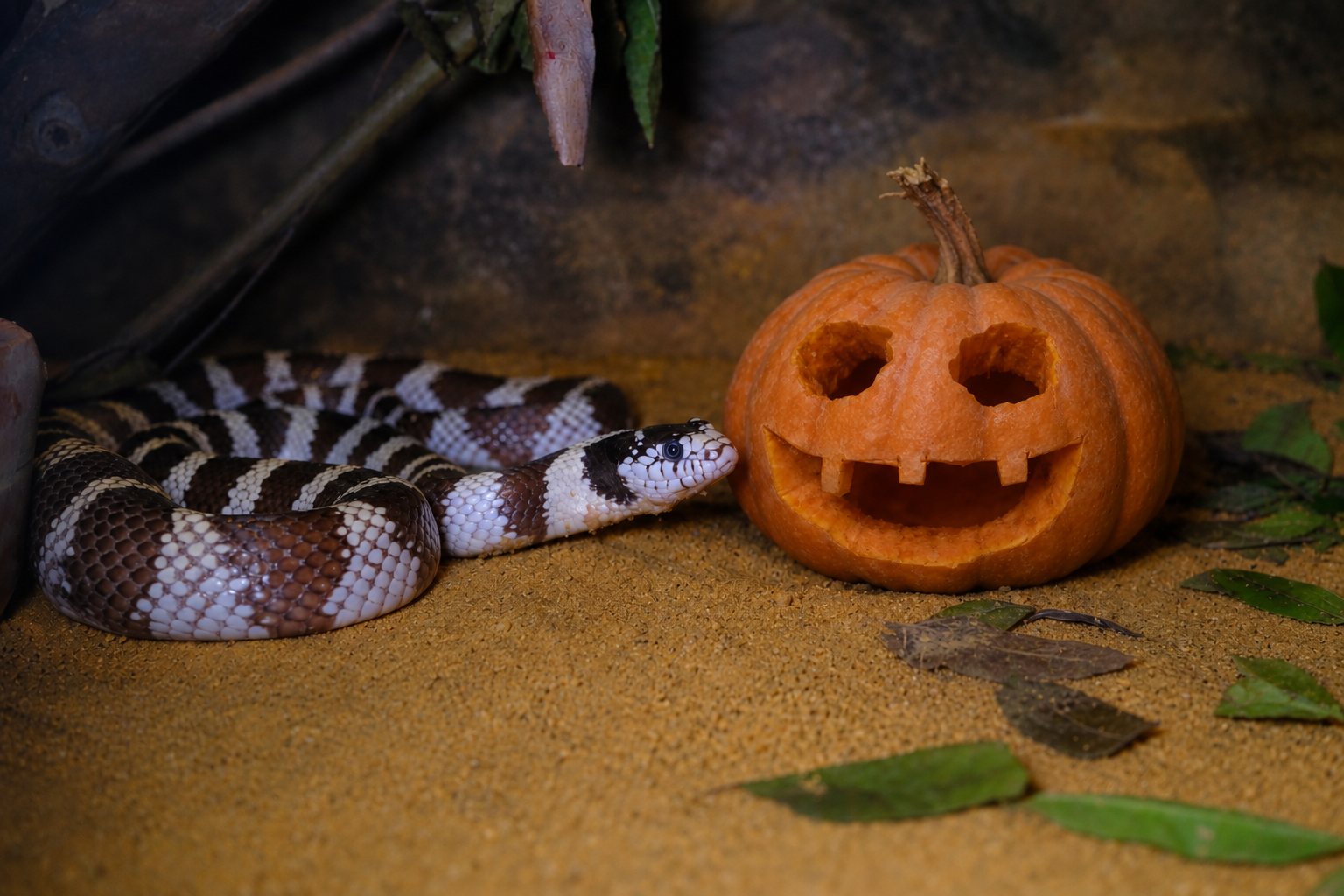 Halloween no zoo de Lisboa